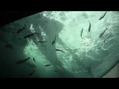 渦潮の景 (四国水族館) 2021年8月4日(YouTube)