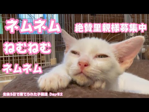 ネムネム ねむねむ ねむねむ 絶賛里親様募集中‼ 生後3日で棄てられた子猫達 Day 82(YouTube)