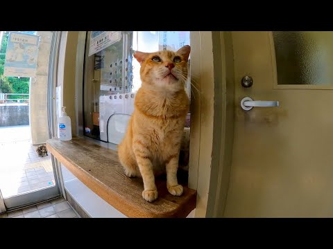 フェリー切符売り場の受付猫(YouTube)