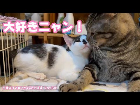 大好きニャン！ 生後3日で棄てられた子猫達 Day 101(YouTube)