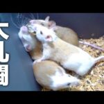 ネズミの大群にある物を入れると大乱闘が始まります(YouTube)