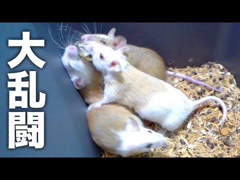 ネズミの大群にある物を入れると大乱闘が始まります(YouTube)