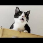 猫の鳴き声を撮影する息子の後ろで自慢話に花を咲かせるお母さん(YouTube)