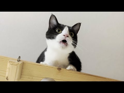 猫の鳴き声を撮影する息子の後ろで自慢話に花を咲かせるお母さん(YouTube)