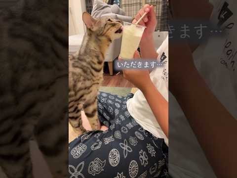アイスを盗み食いした気持ちになっている猫　#ベンガル #ルトロゼ #猫(YouTube)