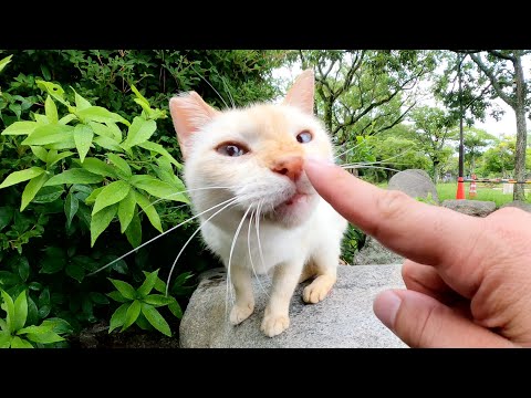 水がない小川で、笹かまぼこみたいな猫が足にスリスリして甘えてきた(YouTube)