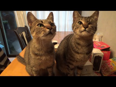 カップルが誕生しました(YouTube)