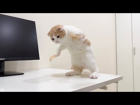 何度もイタズラする子猫の手にガムテープを貼ったらこうなっちゃいました笑(YouTube)