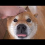 大好きなアキレスを妹に取られうるうるする柴犬の親分。(YouTube)