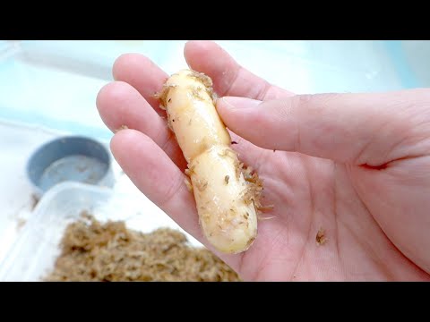 メス蛇のお腹の中に残っていた卵が全て産み落とされました(YouTube)