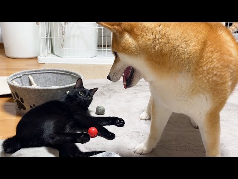 部屋汚しプロの猫を注意する柴犬だったが…(YouTube)