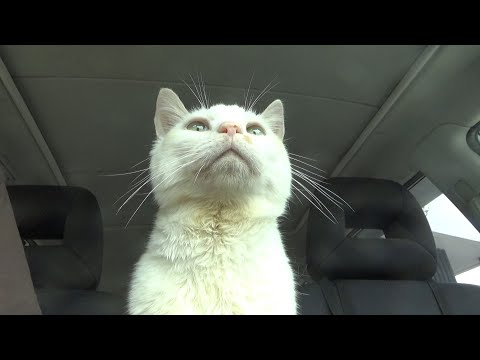だいぶピンチだった猫１週間が経って・・(YouTube)
