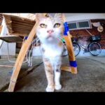 港近くで出会ったちょいビビりな三毛猫親子(YouTube)