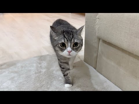 【原因不明】夜中に突然もち様が何かに怯えはじめて大変なことになりました。。(YouTube)