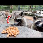 初めて納豆を触ったアライグマが感触に衝撃を受けた瞬間(YouTube)