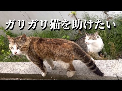 ガリガリの野良猫を保護してTNRするため2ヶ月頑張ってみました(YouTube)