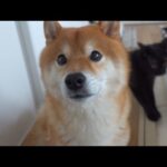 ママが寝坊を…その時柴犬の反応が紳士すぎました。(YouTube)