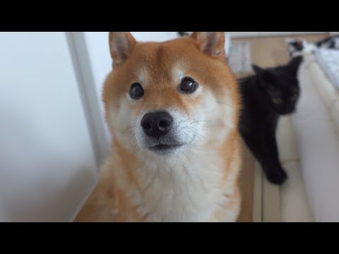ママが寝坊を…その時柴犬の反応が紳士すぎました。(YouTube)