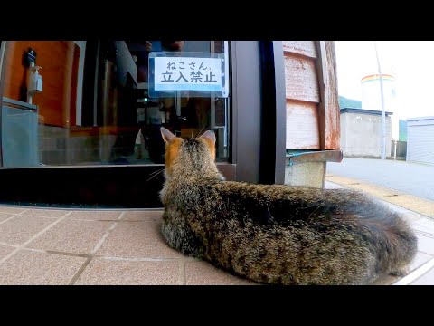 「ねこさん立入禁止」の貼り紙の前に座り込み抗議をする猫(YouTube)