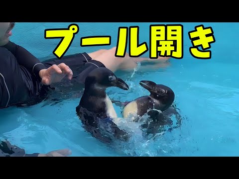 初めてのプールに大興奮のアヒルとペンギン達(YouTube)