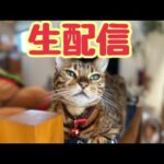【生配信7/23】夏休みに入っても大人は大変ですが猫でも見てる元気出しませんか？生配信(YouTube)