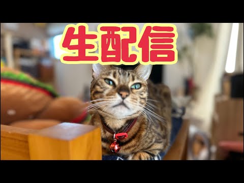 【生配信7/23】夏休みに入っても大人は大変ですが猫でも見てる元気出しませんか？生配信(YouTube)