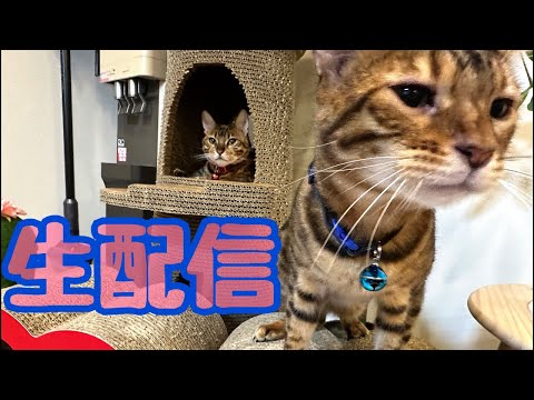 【生配信7/9】ノアベルが昨日病院頑張ったので褒めてあげて下さい生配信📹(YouTube)