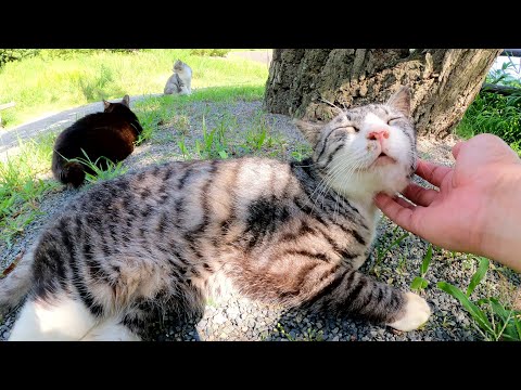 サバシロ猫と黒猫がアゴの下をくすぐられて気持ち良さそうな顔をする(YouTube)