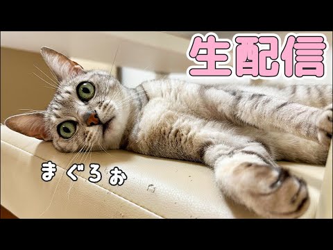 お薬を頑張ってるマロちゃんへのご褒美生配信🐟(YouTube)