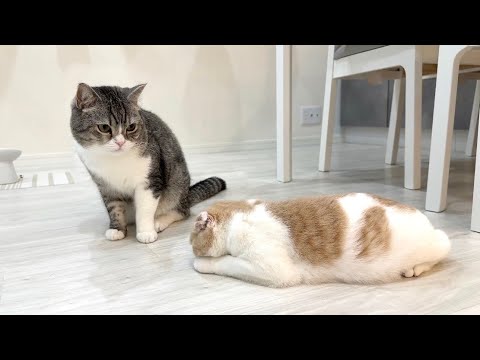 喧嘩して子猫を泣かせちゃったときの兄の反応がかわいすぎた…(YouTube)