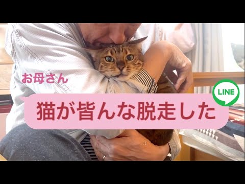 実は実家猫が全員脱走していた事を報告します(YouTube)