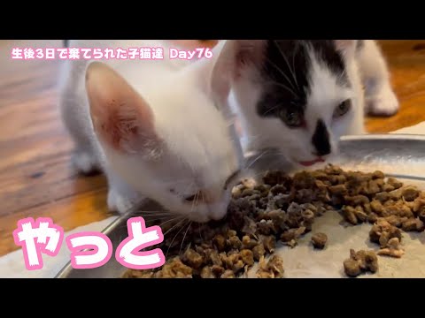 やっと復活 生後3日で棄てられた子猫達 Day76(YouTube)