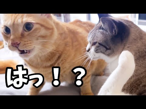 大好きな妹猫のおしりを嗅いでしまった兄猫が予想外のフレーメン！笑(YouTube)