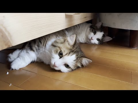 どうせ落ちるならエアコンの効いた涼しい部屋がいい猫(YouTube)