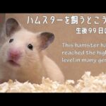 【生後99日】愛情を注いで育てたハムスターが、まさかこんな姿に育つなんて…(YouTube)