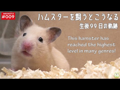 【生後99日】愛情を注いで育てたハムスターが、まさかこんな姿に育つなんて…(YouTube)