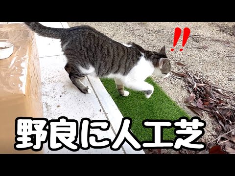 野良猫が庭に住みついて土をハゲ散らかすので人工芝を敷いてみました(YouTube)