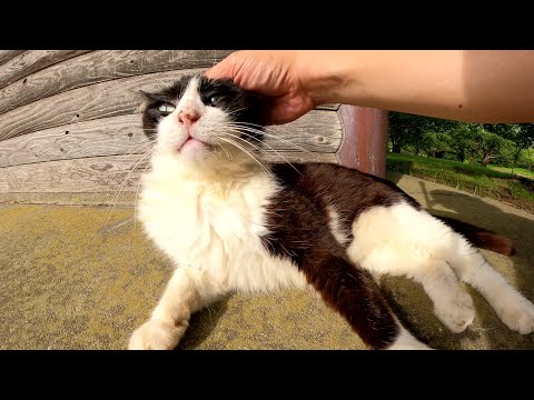 パンダみたいな猫が小屋の裏にトコトコやって来て人間にモフられる(YouTube)