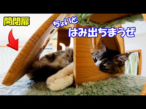 小型猫用の狭いBOXの中に無理やり体を押し込んで寝ている大型猫のボス吉(YouTube)