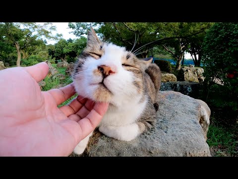 小川のほとりに行くと、石の上で可愛い猫達がくつろいでいた(YouTube)