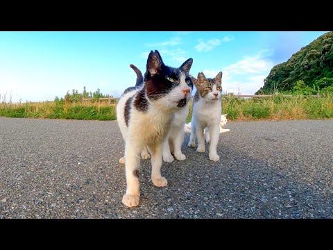 駐車場の奥の猫達、微妙に逃げる(YouTube)
