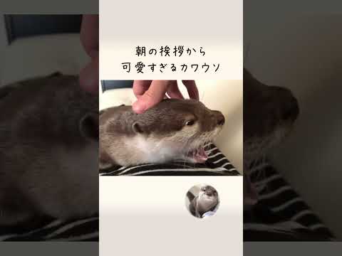 カワウソさくら 朝の挨拶！カワウソ式ほふく前進 Morning greeting Otter(YouTube)