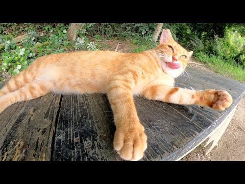 ベンチを占領する猫兄弟をモフったらウットリとした表情を浮かべた(YouTube)
