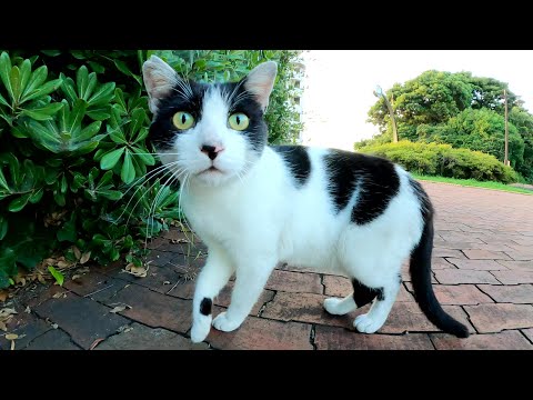 見慣れない人間には絶対に心を開かない地域猫たち(YouTube)