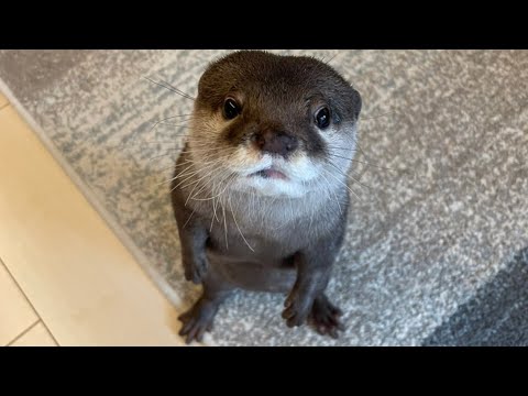まるで人間！？人間と同じ行動ができてしまうカワウソシーン集!  A collection of otter scenes that can act just like humans!(YouTube)