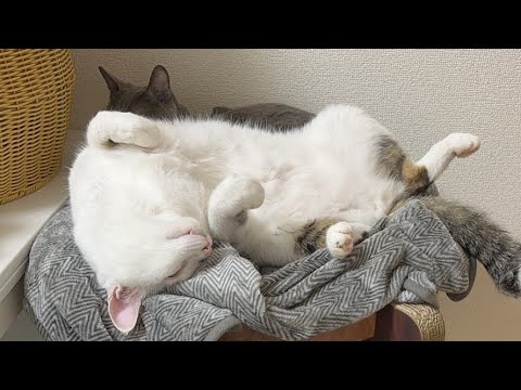 チロさんパッカーンゲリラ配信！(YouTube)