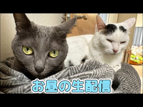 久々に猫たちとお昼のおやつ生配信🐱(YouTube)