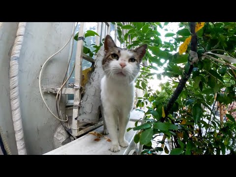 エアコン室外機の上で寝ていた猫、ナデナデすると起きて擦り寄ってきた(YouTube)