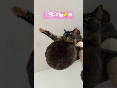 空飛ぶサビ猫が可愛すぎるw #shorts(YouTube)