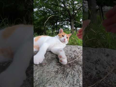モフりに気乗りしない茶シロ猫(YouTube)